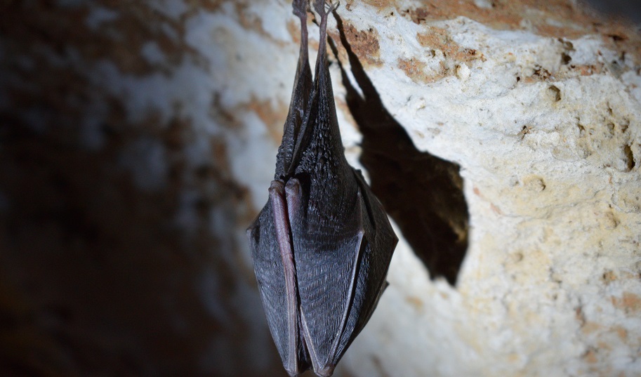 How to Get Rid of Bats: Follow the Easy Steps